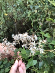 Mikania scandens image