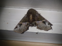 Targalla subocellata