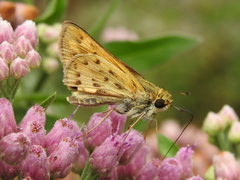 Hylephila phyleus phyleus