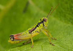 Pseudopodisma transilvanica