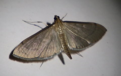 Bradina admixtalis