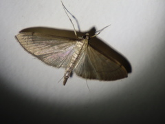 Bradina admixtalis