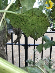 Puccinia helianthi
