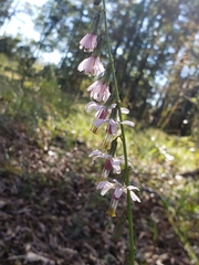 Nabalus autumnalis