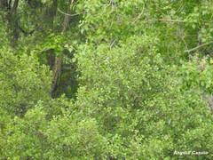 Alnus lusitanica