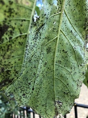 Puccinia helianthi