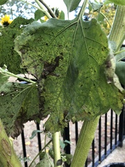 Puccinia helianthi
