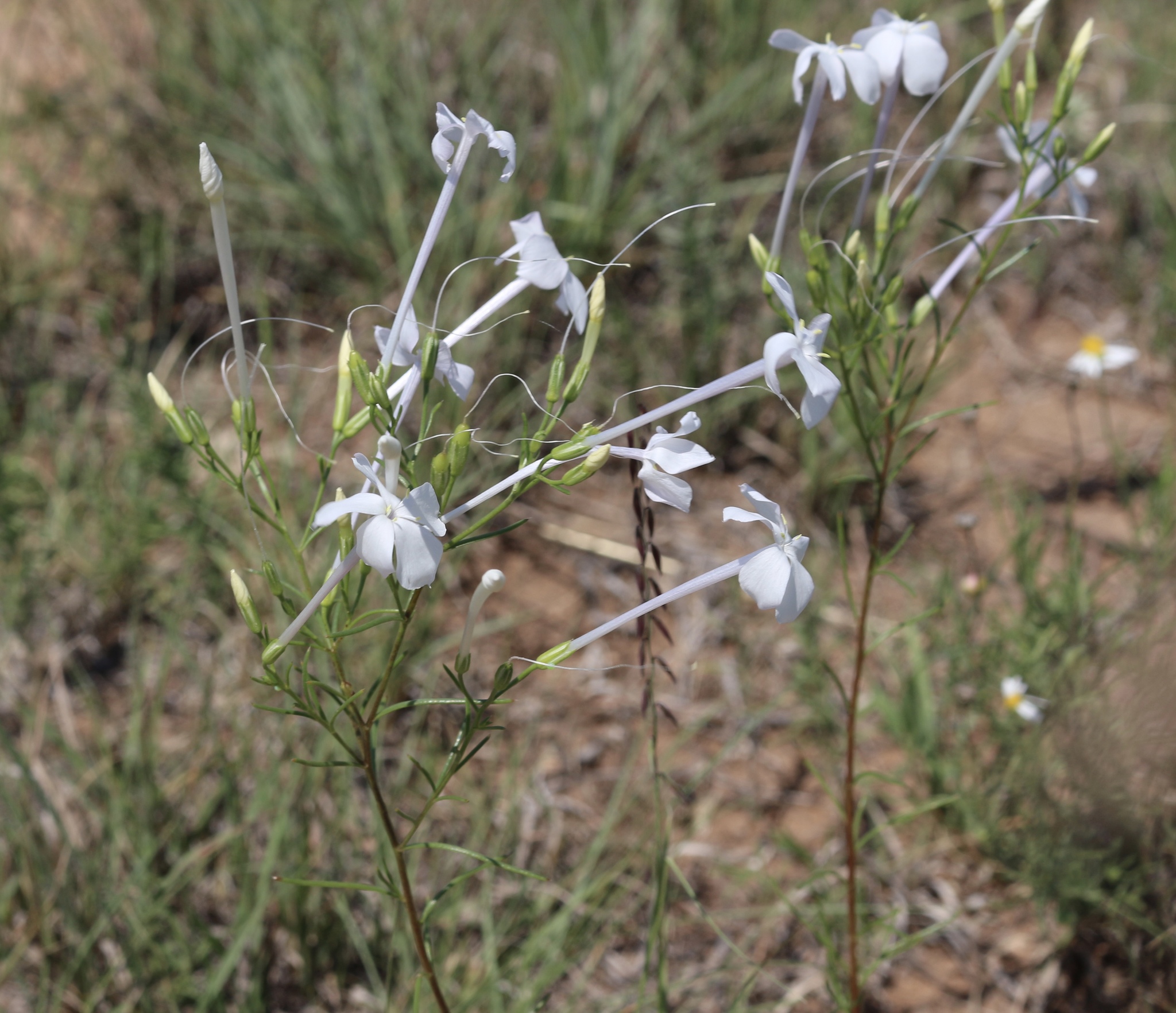 Ipomopsis longiflora ssp. longiflora