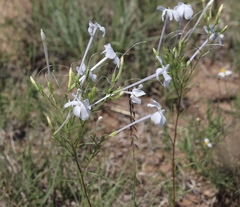 Ipomopsis longiflora longiflora