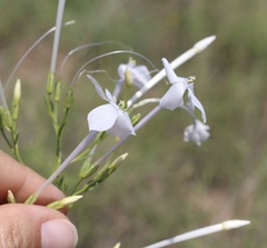 Ipomopsis longiflora longiflora