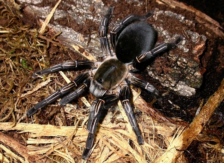Cambodian Tiger Tarantula