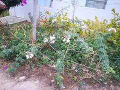 Onagraceae