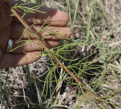 Ipomopsis longiflora longiflora