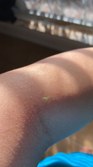 Lyssomanes viridis