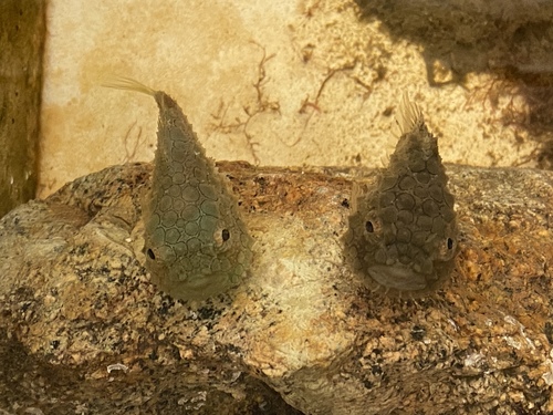 Pacific Spiny Lumpsucker