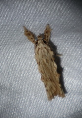 Xylomimetes