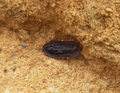 Cossyphus hoffmannseggi