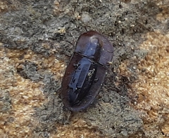 Cossyphus hoffmannseggi