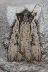 Xestia infimatis