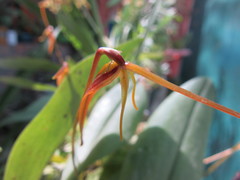 Barbosella cucullata