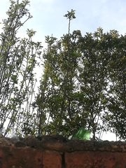 Onagraceae