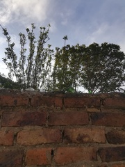 Onagraceae