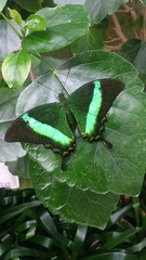 Papilio palinurus