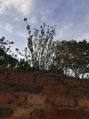 Onagraceae