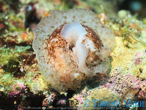 Dendrodoris elongata