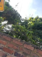 Onagraceae