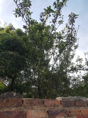 Onagraceae