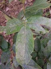 Lonchocarpus felipei