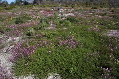 Aspalathus retroflexa retroflexa