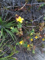 Hypericum mexicanum