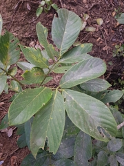 Lonchocarpus felipei