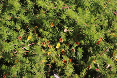 Aspalathus retroflexa retroflexa