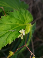 Begonia hirsuta