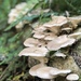 Oyster Mushroom - Photo (c) tessa_in_the_woods_on_my_island, some rights reserved (CC BY-NC)