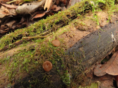 Adelphella babingtonii