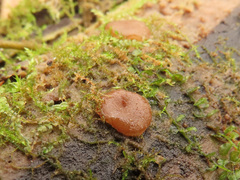 Adelphella babingtonii