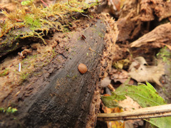Adelphella babingtonii