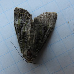 Anaplectoides prasina