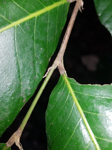 Licania arborea - Leaves