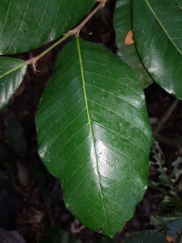 Licania arborea - Leaves