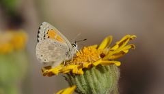 Pseudolucia chilensis