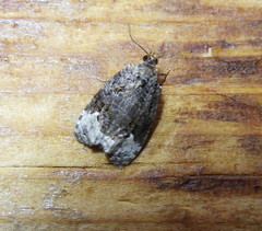 Eucosma ochroterminana