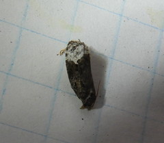 Eucosma ochroterminana