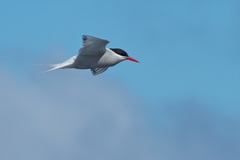 Sterna vittata tristanensis