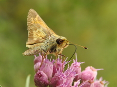 Atalopedes campestris huron