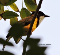 Pachycephala macrorhyncha pelengensis